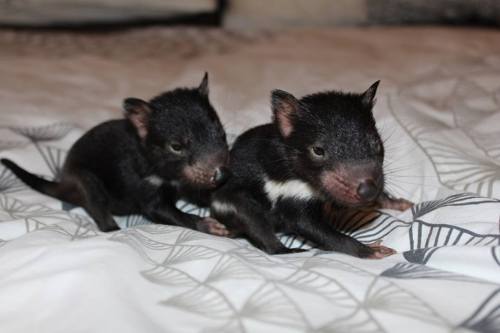 catsbeaversandducks:Tasmanian Devil Babies!There’s adult photos