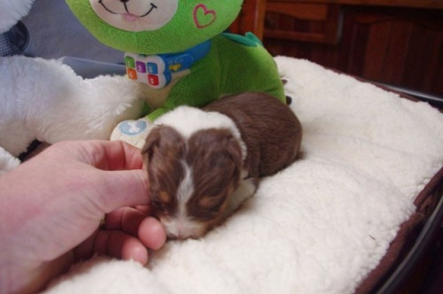 This is Winston, he’s 12 days old in these pictures.Currently 3 weeks old, he has his own dogb