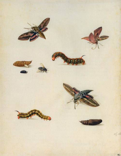 art-and-things-of-beauty:Watercolors/gouaches of insects by Herman Henstenburgh (1667–1726)