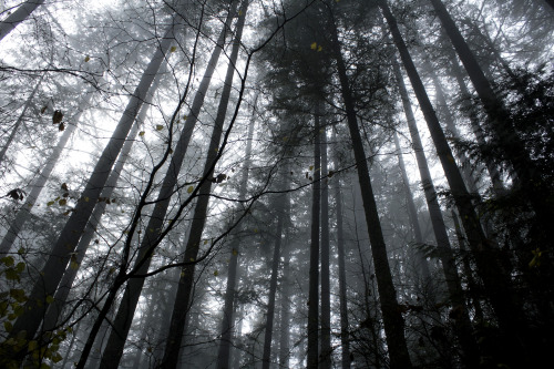 kristamaxinephoto: Looking UpPortland, OregonDecember 2015 Website