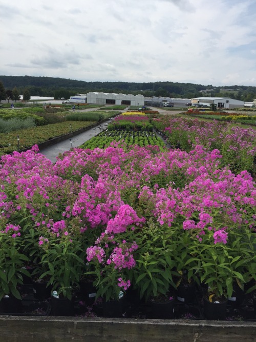 Such inspiration!! A perennial grower&rsquo;s open house at the end of summer is a pretty amazing p