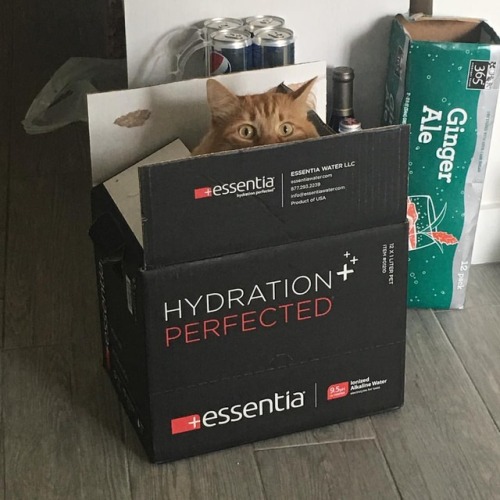 Hydration perfected @essentiawater cat chill out spot perfected as well…#farofathecat #farofa