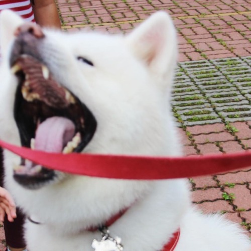 #秋田犬 #akitaclub #akitadog #akitaken #akitainu #japanesedog #秋田犬將 #犬 #dog