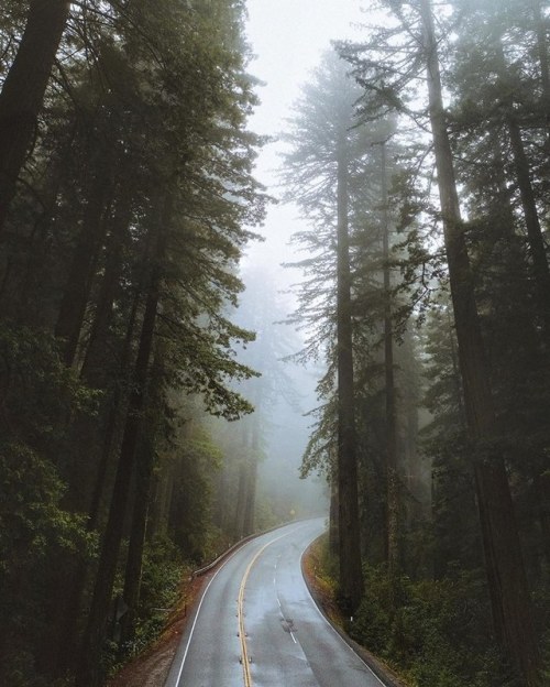 theadventurouslife4us: Long drives, winding roads | Forrest Smith