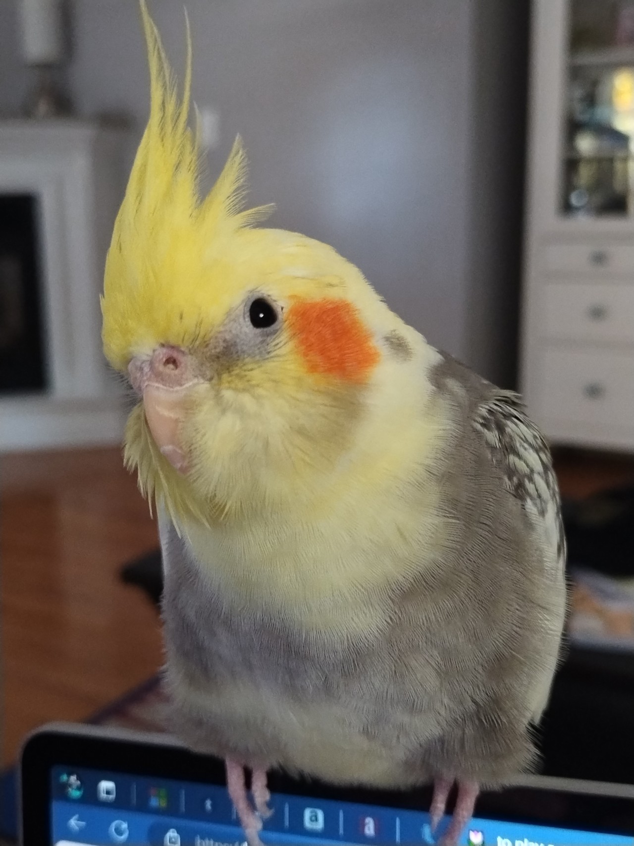 #bird birbmania on Tumblr #bird birbmania on Tumblr