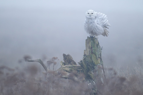 megarah-moon:  “Snowy Owl” by  Matthew Studebaker 
