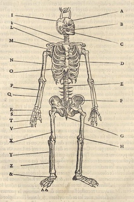 nemfrog:Skeletons of a bird and a human compared. L'histoire de la nature des oyseaux. 1555.