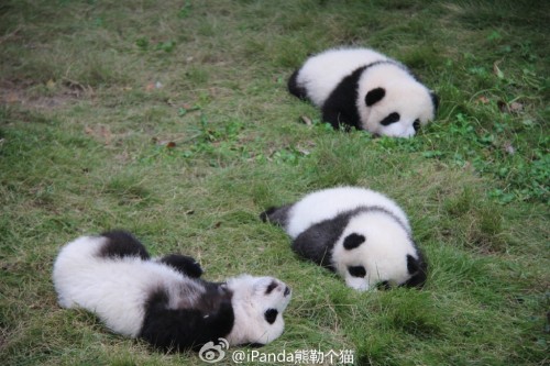 fuckyeahchinesefashion:  baby pandas via iPanda熊勒个猫 