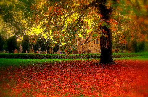 Hydref yn Llandyfriog - Autumn in Llandyfriog by brynmeillion - JAN on Flickr.