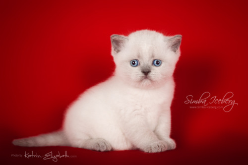 We are glad to announce that on April 05, 2016 were born Scottish Straight girl and Scottish Fold bo