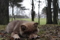 awwww-cute:  Our puppy Kosmo, just being