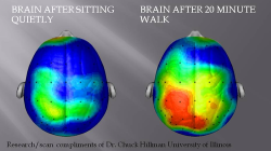 asapscience:  fMRI scan indicating increased brain activity associated with happiness after a 20-minute walk vs. 20 minutes sitting. Go outside!  More: http://bit.ly/L0oW74 