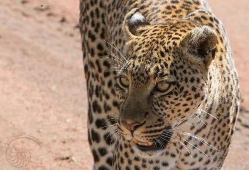 Chui/WaJuu Photo by @vickileighphotographyWe were SO lucky to see this leopard taking a stroll dow