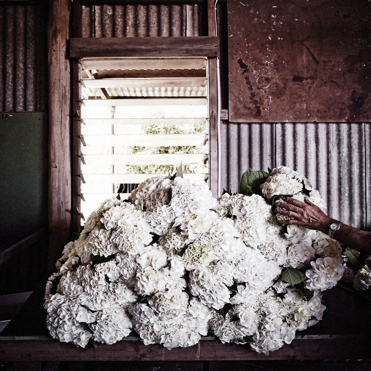 A new book gives an insight into what it’s like to be a floral artist - Vogue Living