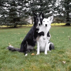 sizvideos:  Lovely dogs posing for pictures - Full video