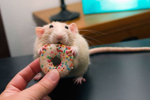 mymodernmet:Meet Martin “Marty” Mouse, an adorable dumbo rat with a big personality. 