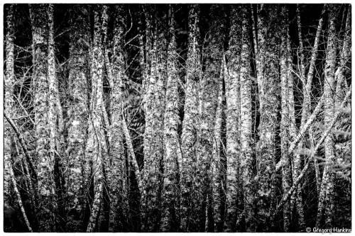 lensblr-network: Thicket by Gregory Hankins  (fotojam.tumblr.com)