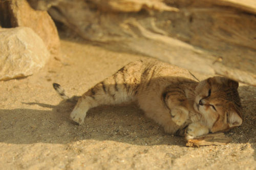 gerypratama:ternpest:Sand Cat (Anne-Marie Kalus)BAWA PULANG