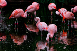 ojra:  Flamingoes on black by Tambako the