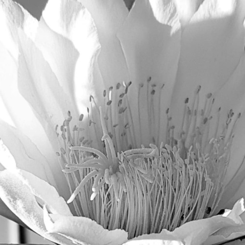 San pedro en flor (at Punto Digital Rancul La Pampa) www.instagram.com/p/Bt-2EfBg8Vy/?utm_so