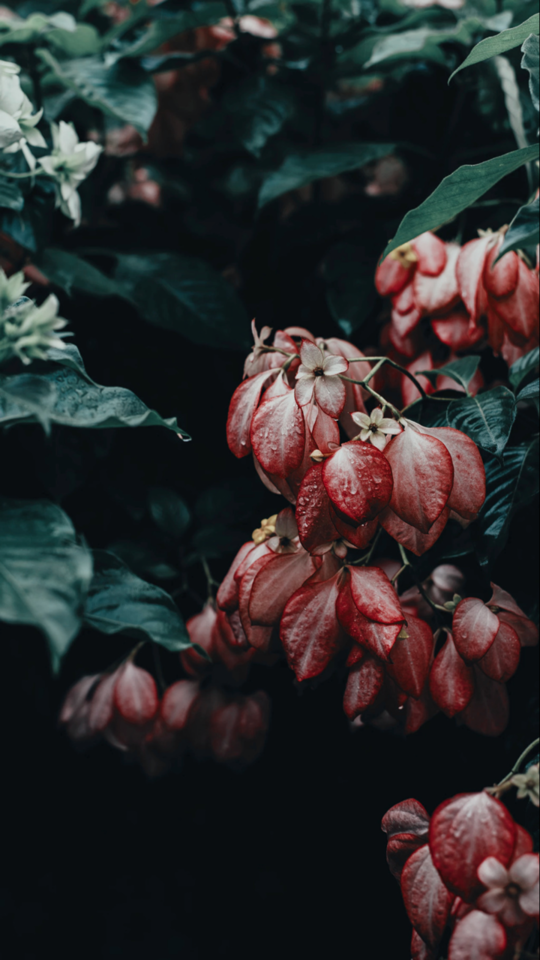 FLORAL I DON’T OWN OR TAKE ANY CREDIT FOR ANY OF THESE PICTURES PLEASE LIKE IF YOU SAVED ANY OF THESE