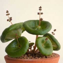 mossfernsandlichen:  Crassula umbella aka