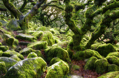 wanderthewood:Wistman’s Wood, Dartmoor, Devon, England by Christian Hacker