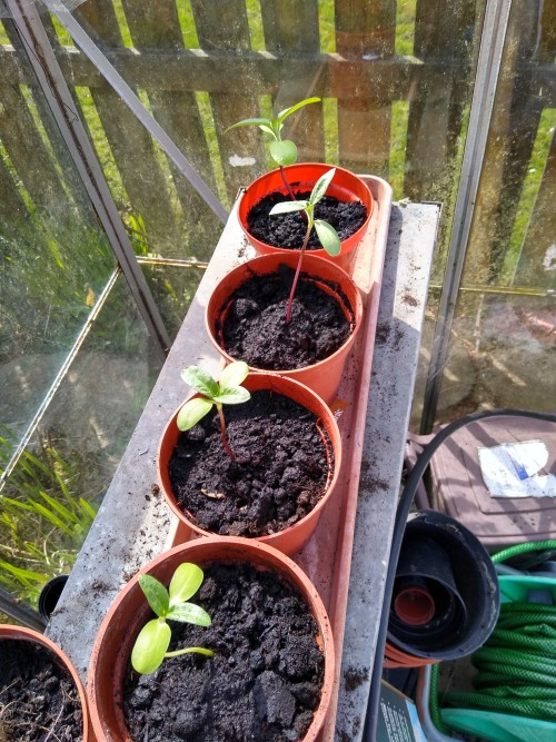 I Repotted My Sunflower Seedlings To Give Them More Space And They've Really Shot Up With The Sunny Weather