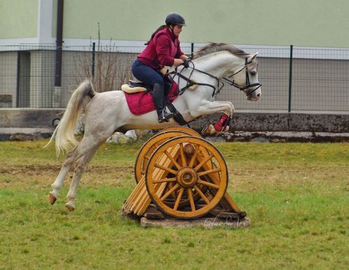 Ojinegro Qahira2005 grey stallion (Ghandour x Bel Princess)Pedigree.Photo © Claudia Katalin | Ojineg