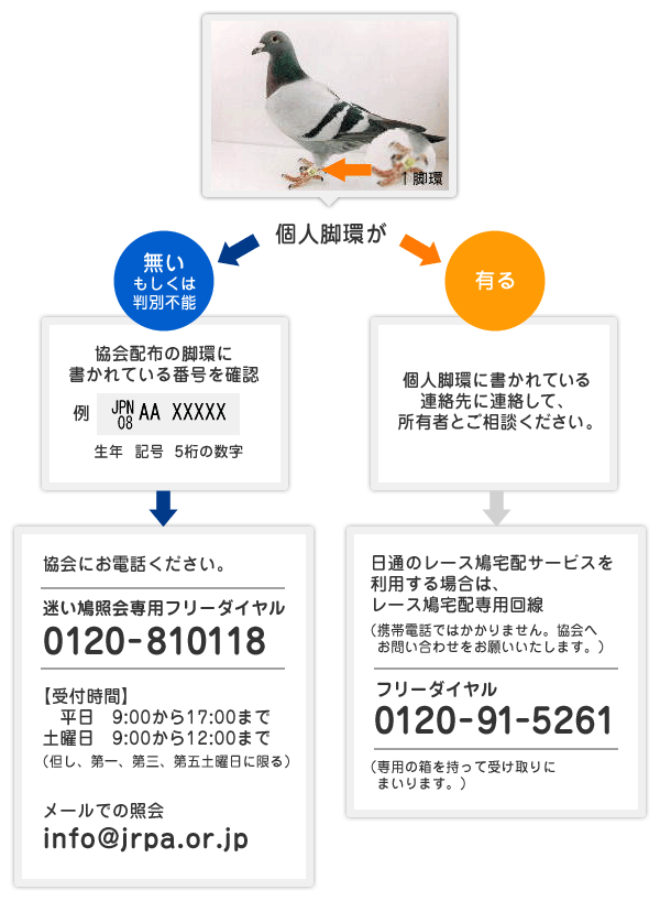 Ele6c Input Plasticdreams 迷い鳩を保護したら 社団法人 日本鳩レース協会 Japan