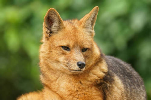 everythingfox:Culpeo foxes