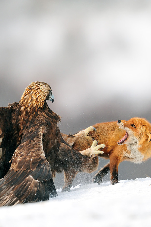 marthajefferson:vurtual:Golden eagle having a discussion with Red fox (by Yves Adams)