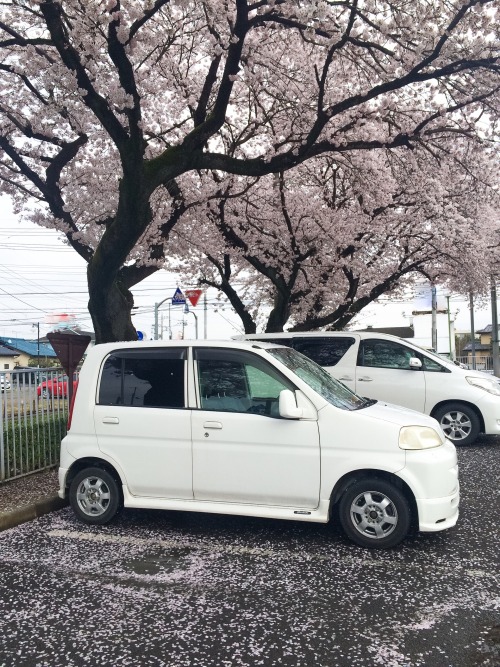 After work my car is covered in Sakura petals. And as I drive away petals fly off. It looks so cute!