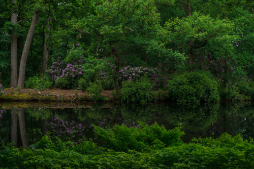 Dutch Greenery #1