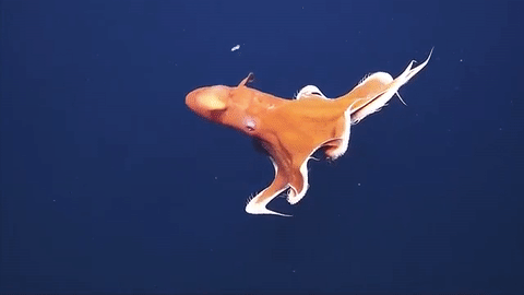 smolseaprincess: Checkout this unusually large dumbo octopus! The scientists who found him believed 