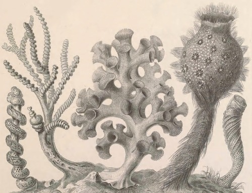 Ernst Haeckel - Kunstformen der Natur - 1899 - via Internet Archive 