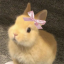 roseparksblog