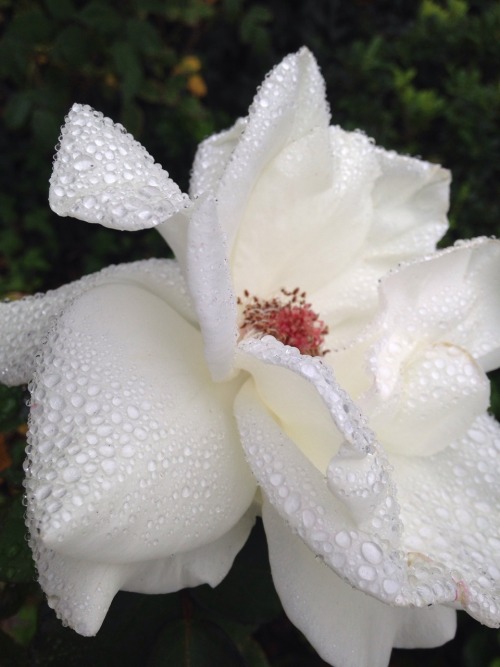 dorkyplant:  pretty rainy flower