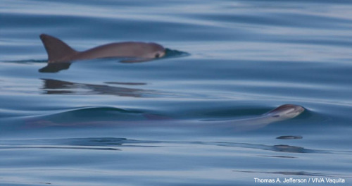 The vaquita has the most restricted range of any marine cetacean, as they are endemic to the norther