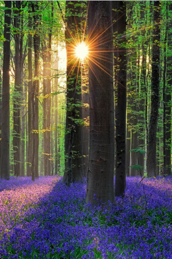 tulipnight:  WS Hallerbos_500px by Walter