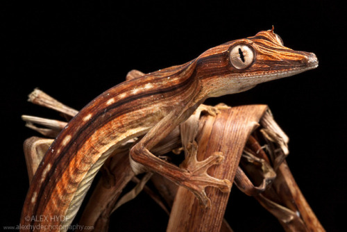 ainawgsd: Lined Leaf Tailed Gecko Of all of the species in the genus Uroplatus, U. lineatus is by fa