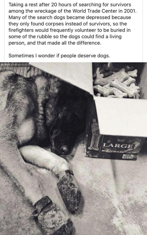 doggos-with-jobs:  this makes me want to cry
