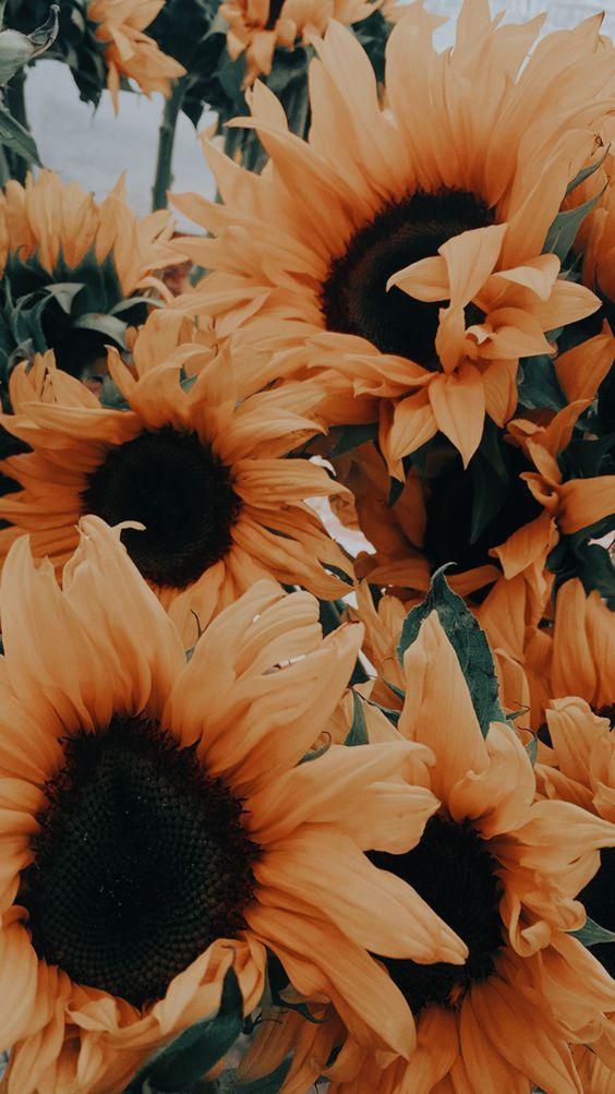 Sunflower field under blue sky during daytime photo  Free Tortona Image on  Unsplash