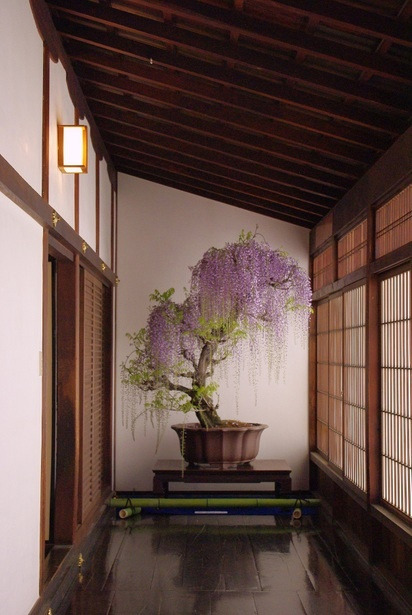 thekimonogallery:  Japanese wisteria bonsai. porn pictures