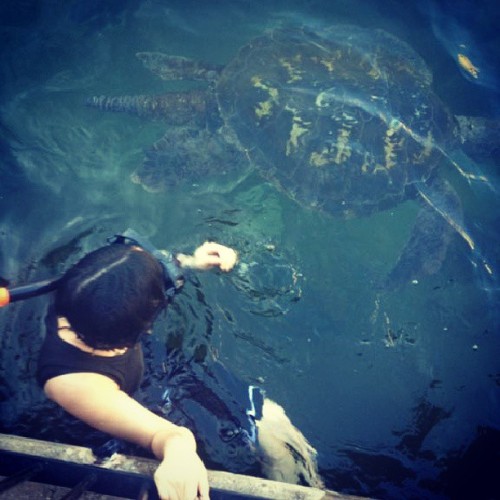 Tried to feed her to the #sharks but she just ended up patting a #turtle&hellip; #swimmingwithsharks