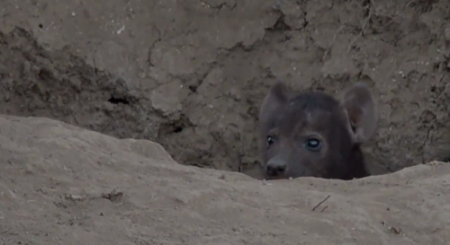 phoenixsparks: melancholyprince: finally got to see one of Gwen’s cubs on the safariLIVE strea