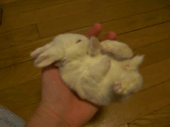 themeaningisobjectified:  thegoddamazon:  gothiccharmschool:  Handful of sleepy fuzzy bunny. Yes, I needed to see this.   This just makes me unreasonably happy.  and the last one where it like snuggles into their hand. cutest. thing. ever.  