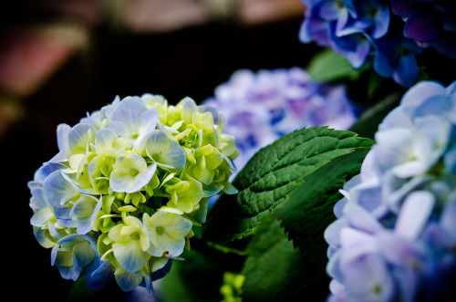 ~~ Spring Evening on the Garden Patio ~~