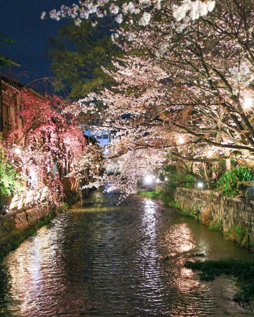 【京都府】夜桜 . ①祇園白川 . ②高瀬川 . ③チョコ屋さん . ④お月さんっぽいの . （2022/03/31撮影） . 今日から北へ行く予定でしたが 天候が合わなかったので中止しました☔ . 