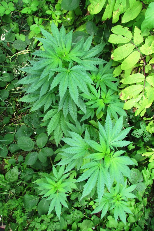 weedyindeedy: bird’s eye view, pure indica. this baby’s gotten so nice and big since we layed her do